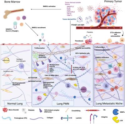 Weaving the nest: extracellular matrix roles in pre-metastatic niche formation